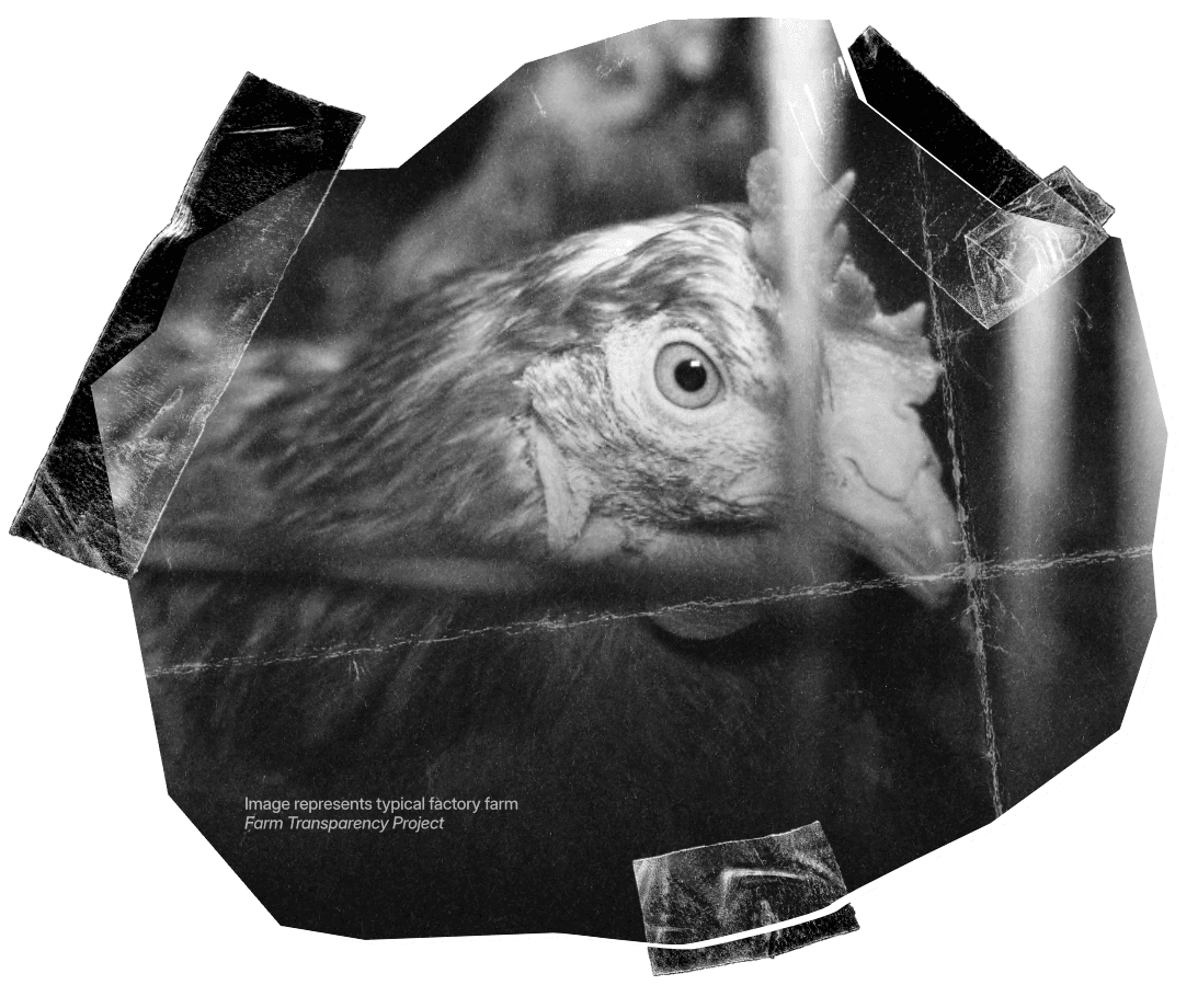 Hen in a wire cage
