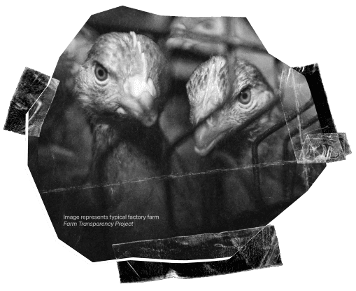 Egg industry conditions